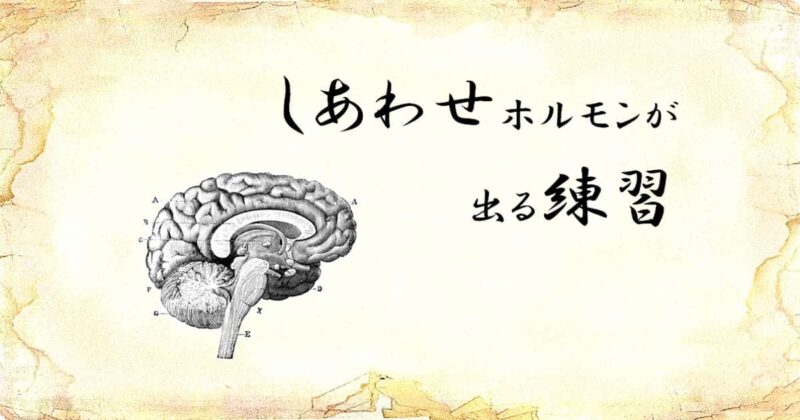 「しあわせホルモンが出る練習」という文字と、「脳断面」のイラスト
